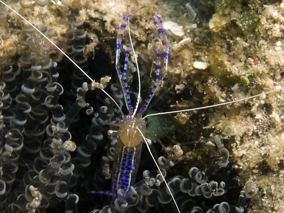 Pederson's cleaner shrimp